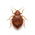 Bed bugs