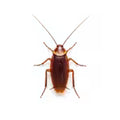 Roaches
