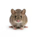 Mice
