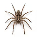 Spiders