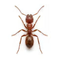 Ants