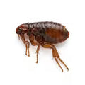 Fleas