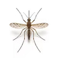 Mosquitoes