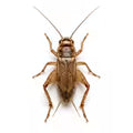 Crickets