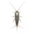 Silverfish