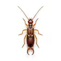 Earwigs