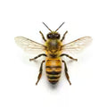 Wasps