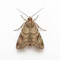 Moths