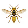 Hornets