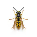Bees